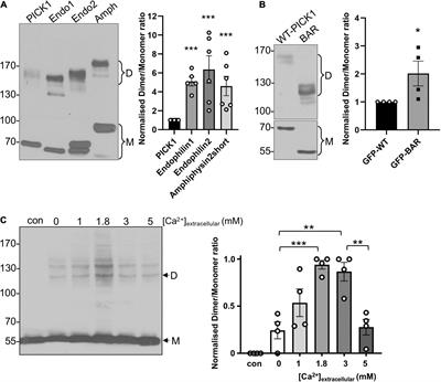 Ca2+ Regulates Dimerization of the BAR Domain Protein PICK1 and Consequent Membrane Curvature